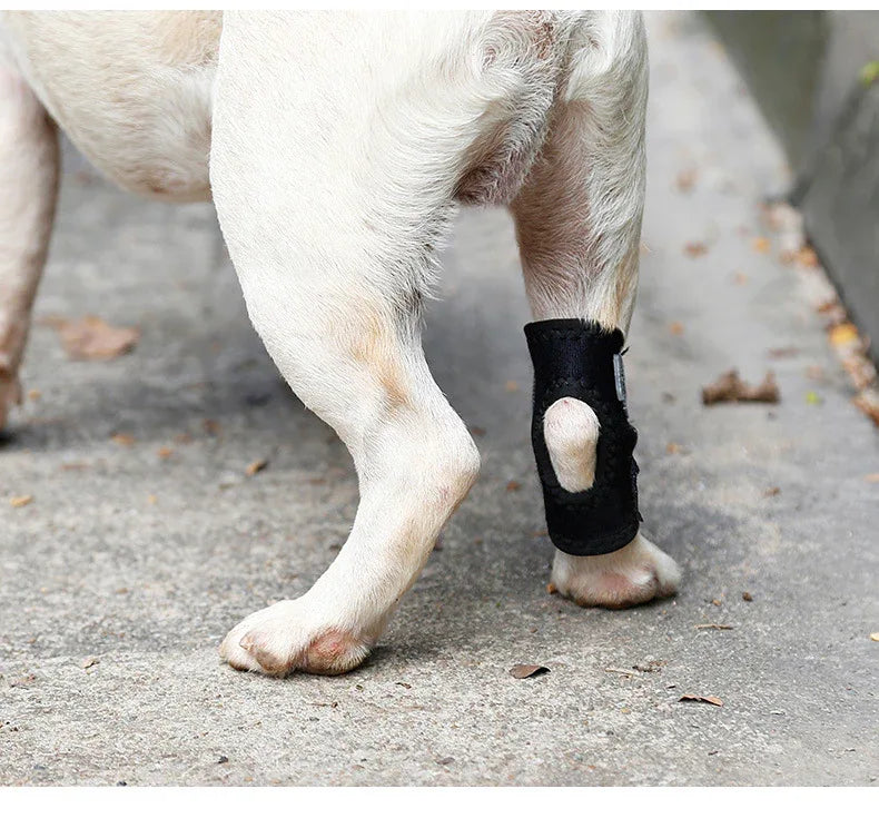Anti-Lick Recovery Strap