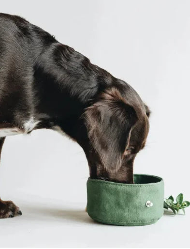 Folding Canvas Dog Bowl Green