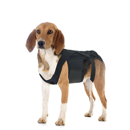 Dog Back Brace