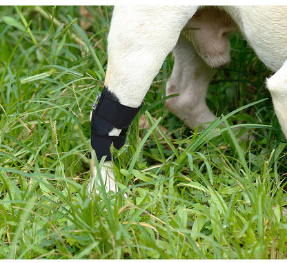 Anti-Lick Recovery Strap