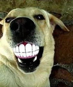 Fun Dental Teeth Ball
