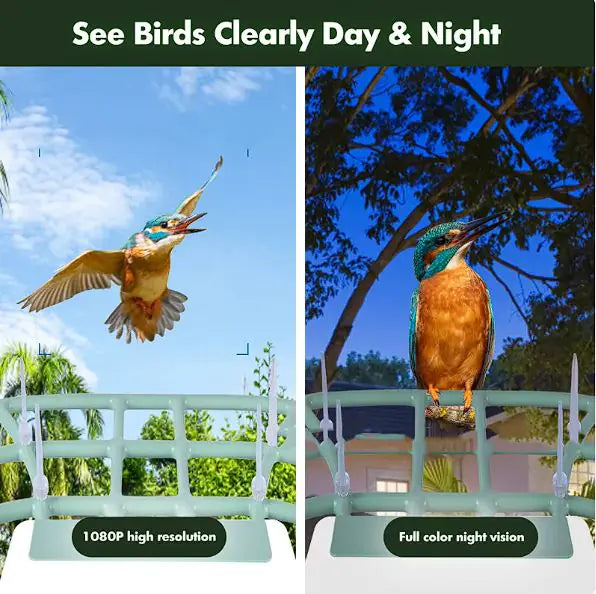 Solar-Powered Waterproof Bird Feeder with Camera & App