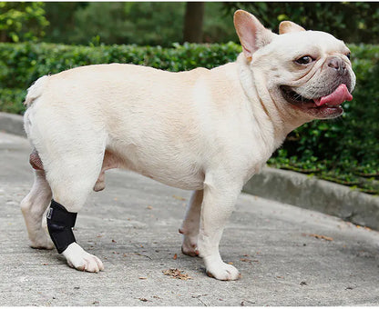 Anti-Lick Recovery Strap