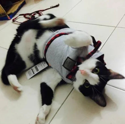 Harness and Leash Set