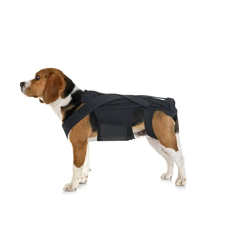 Dog Back Brace